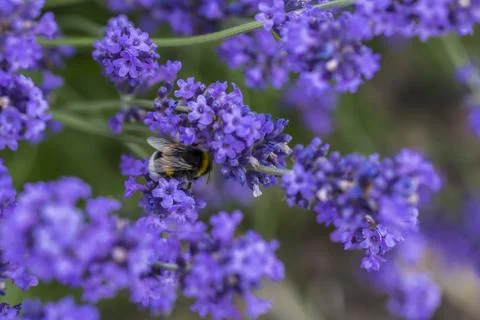 Bumblebee on lavender blossom Stock Photos