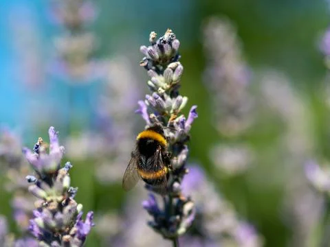 Bumblebee on lavender close up Stock Photos