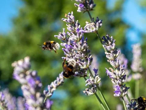 Bumblebee on lavender close up Stock Photos