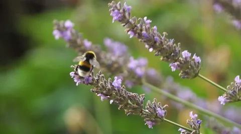 Bumblebee on Lavender closeup Stock Footage