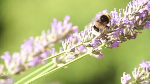 Bumblebee on Lavender closeup Stock Footage 65421903