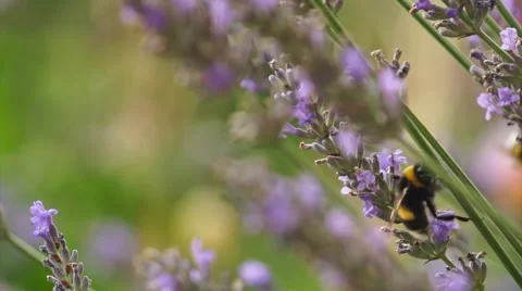 Bumblebee on Lavender closeup Stock Footage 65421916