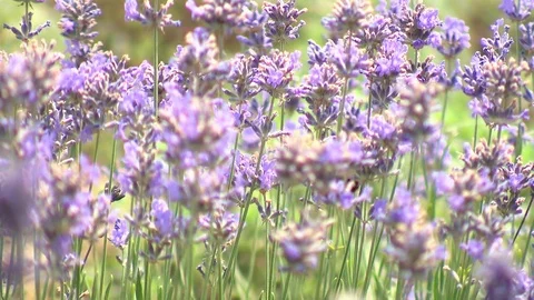 Bumblebee in lavender field Stock Footage 78088497