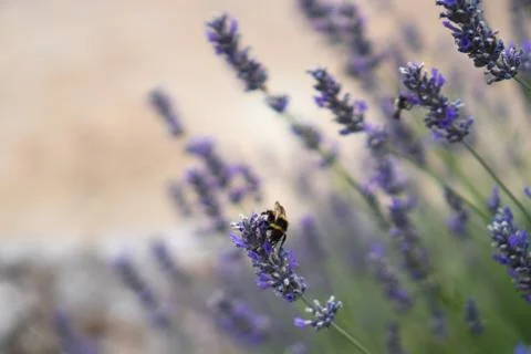 Bumblebee in a Lavender Field Stock Photos