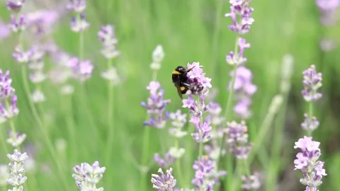 Bumblebee on a lavender flower, close-up Stock Footage 278462283