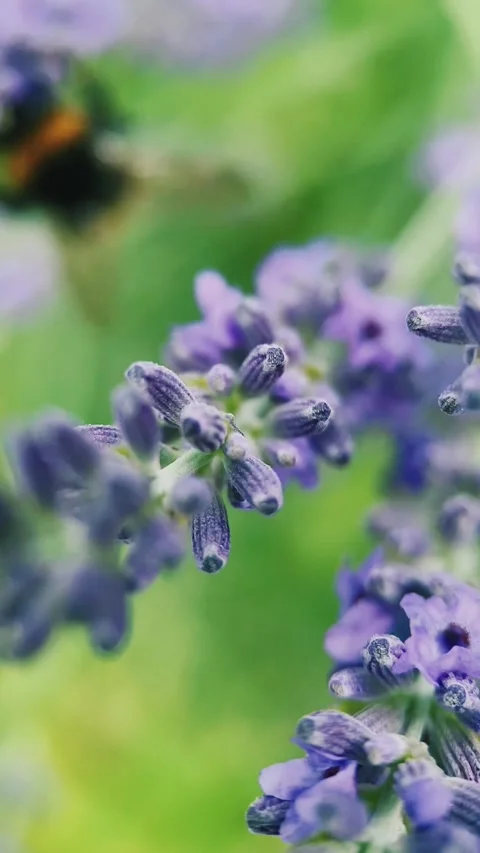 Bumblebee on a lavender flower looking for nectar, close up, macro Stock Footage 254584443