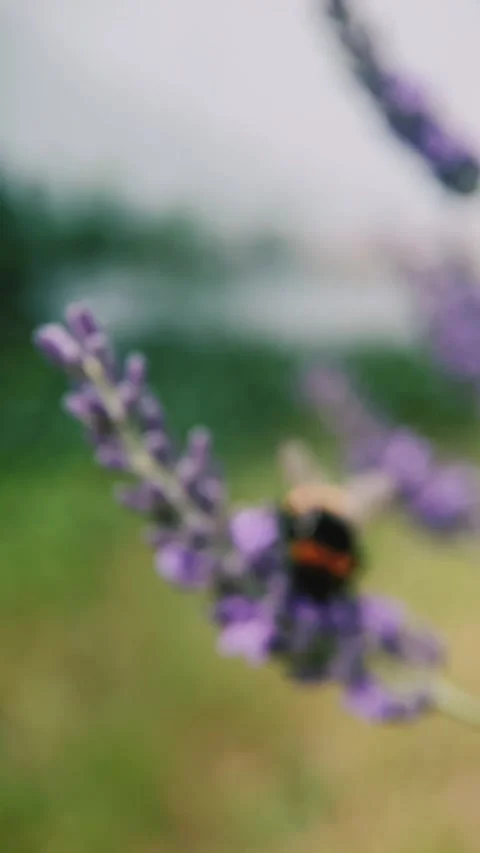 Bumblebee on a lavender flower looking for nectar, close up, macro Stock Footage 254584479