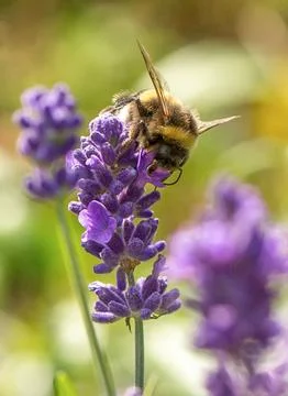 Bumblebee on a lavender flower Stock Photos