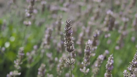 Bumblebee on lavender flower in sunshine Stock Footage 204977420