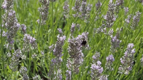 Bumblebee on lavender flower in sunshine Stock Footage 204977459