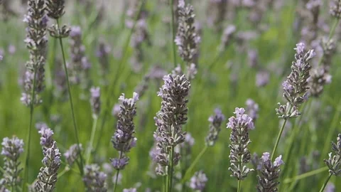Bumblebee on lavender flower in sunshine Stock Footage 204977500