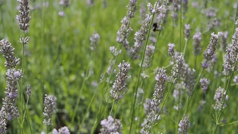 Bumblebee on lavender flower in sunshine Stock Footage 204977577