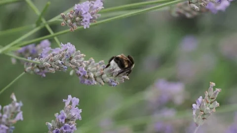 Bumblebee on lavender flower in sunshine Stock Footage 204977645