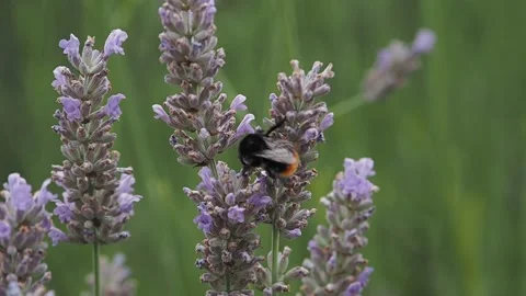 Bumblebee on lavender flower in sunshine Stock Footage 204978368