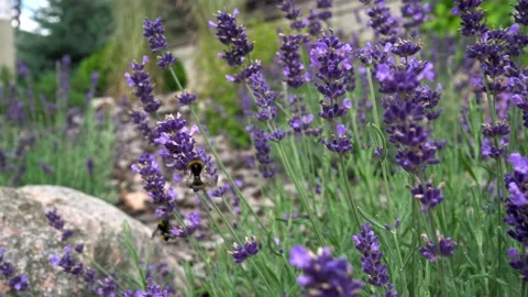 Bumblebee on lavender flowers in a flowerbed in front of the house. Video stock 159866201