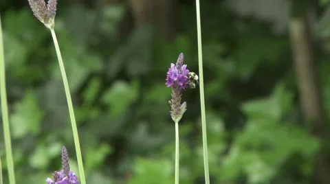 Bumblebee on Lavender Stock Footage 48041510