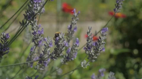 Bumblebee on lavender Stockbeeldmateriaal 52531848