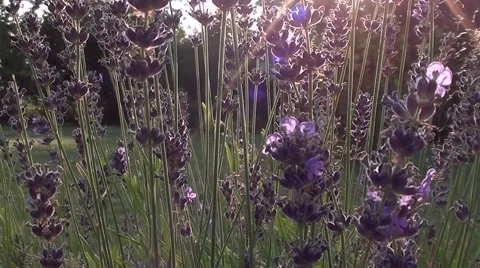 Bumblebee on lavender Stock Footage 53426135