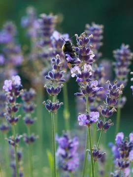 Bumblebee on lavender Stock Photos