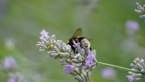 Bumblebee on lavender Stock Photos