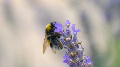 Bumblebee on lavender plant in bloom. Soft pastel colors and blurred background Stock-Footage 332162845