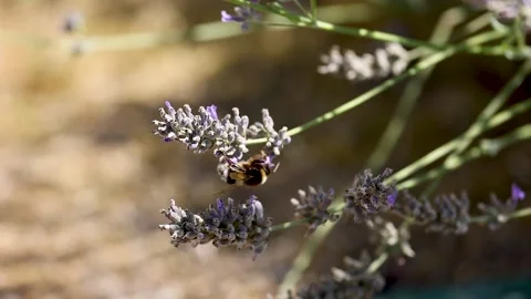 Bumblebee on Lavender in Saint Emilion Vídeo Stock 300439629