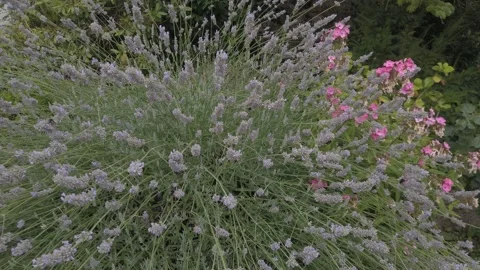 Bumblebee in lavender at summer day Stock Footage 202113456