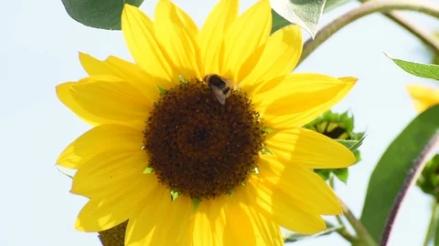 Bumblebee laying on a sunflower Video stock 79832204