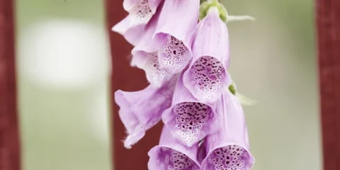 Bumblebee Leaving Foxglove Slow Motion Stock Footage 320551568