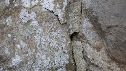 Bumblebee Leaving its Nest in a Wall, Teesdale, England, UK Video stock 247490980