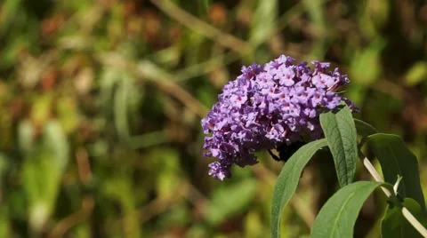 Bumblebee on Lilac closeup Stock Footage 65422446