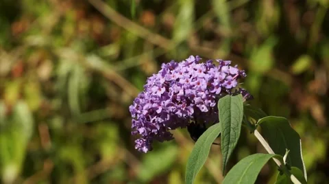 Bumblebee on Lilac closeup Stock Footage 65423106