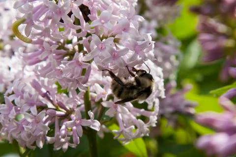Bumblebee on lilac flowers Stock Photos