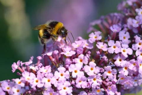Bumblebee on lilac Stock Photos