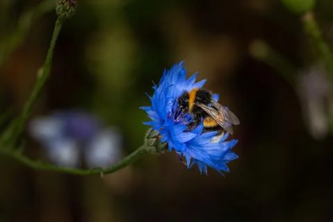 A bumblebee looking for nectar Stock Photos