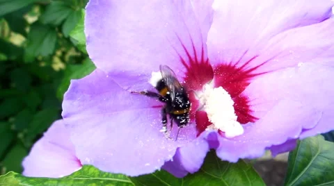 Bumblebee looking for pollen Video stock 65394969