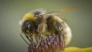 Bumblebee Looks For Nectar On Yellow Daisy In Nature Stock Footage