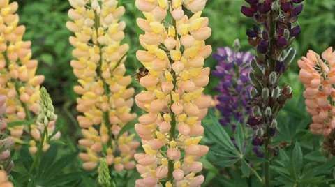 Bumblebee on the lupin flowers Video stock 64504044