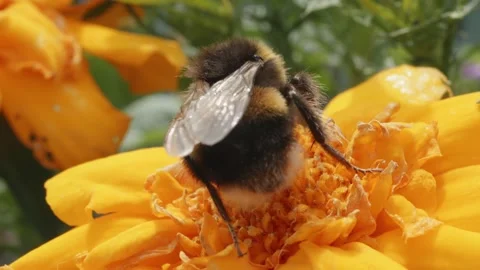 Bumblebee in macro close up 8X slow motion orange flower stock footage Видео 311308582
