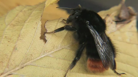 Bumblebee in macro Stock Footage 844787