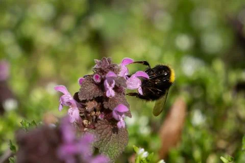 Bumblebee. Macro photography, low depth of field. dead nettle with green grass Stock Photos