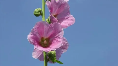 Bumblebee on a mallow flower Stock Footage 69102414