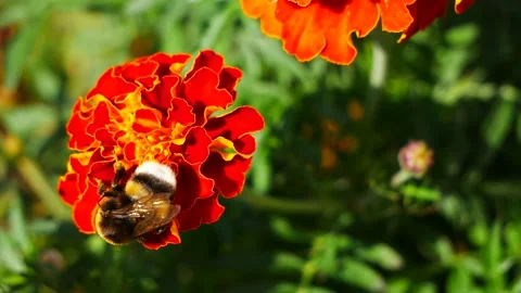 A bumblebee on a marigold flower eats nectar. Stock Footage 205455859