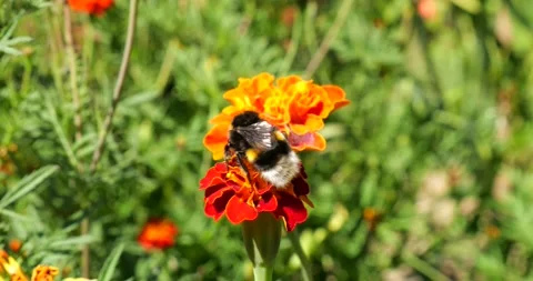 Bumblebee on marigolds flower. Summer macro shooting. Stock Footage 207225187