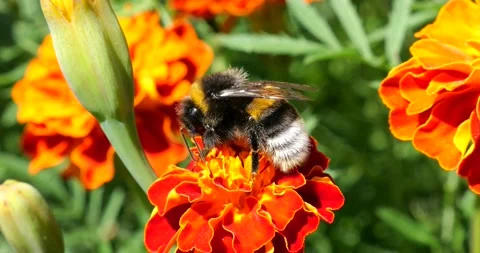 Bumblebee on marigolds flower. Summer macro shooting. Stock Footage 207226598