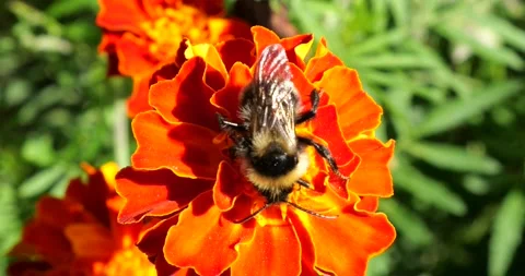 Bumblebee on marigolds flower. Summer macro shooting. Stock Footage 207227166