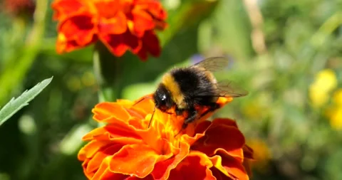 Bumblebee on marigolds flower. Summer macro shooting. Stock Footage 207227259