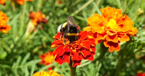 Bumblebee on marigolds flower. Summer macro shooting. Stock Footage 207227462