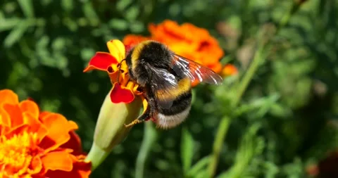 Bumblebee on marigolds flower. Summer macro shooting. Stock Footage 207227471