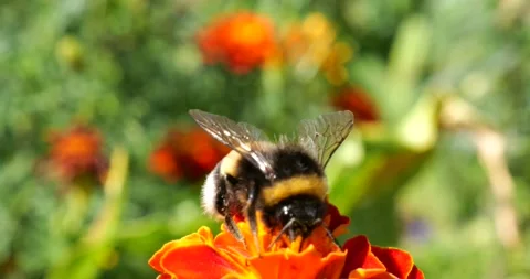 Bumblebee on marigolds flower. Summer macro shooting. Video stock 207229028